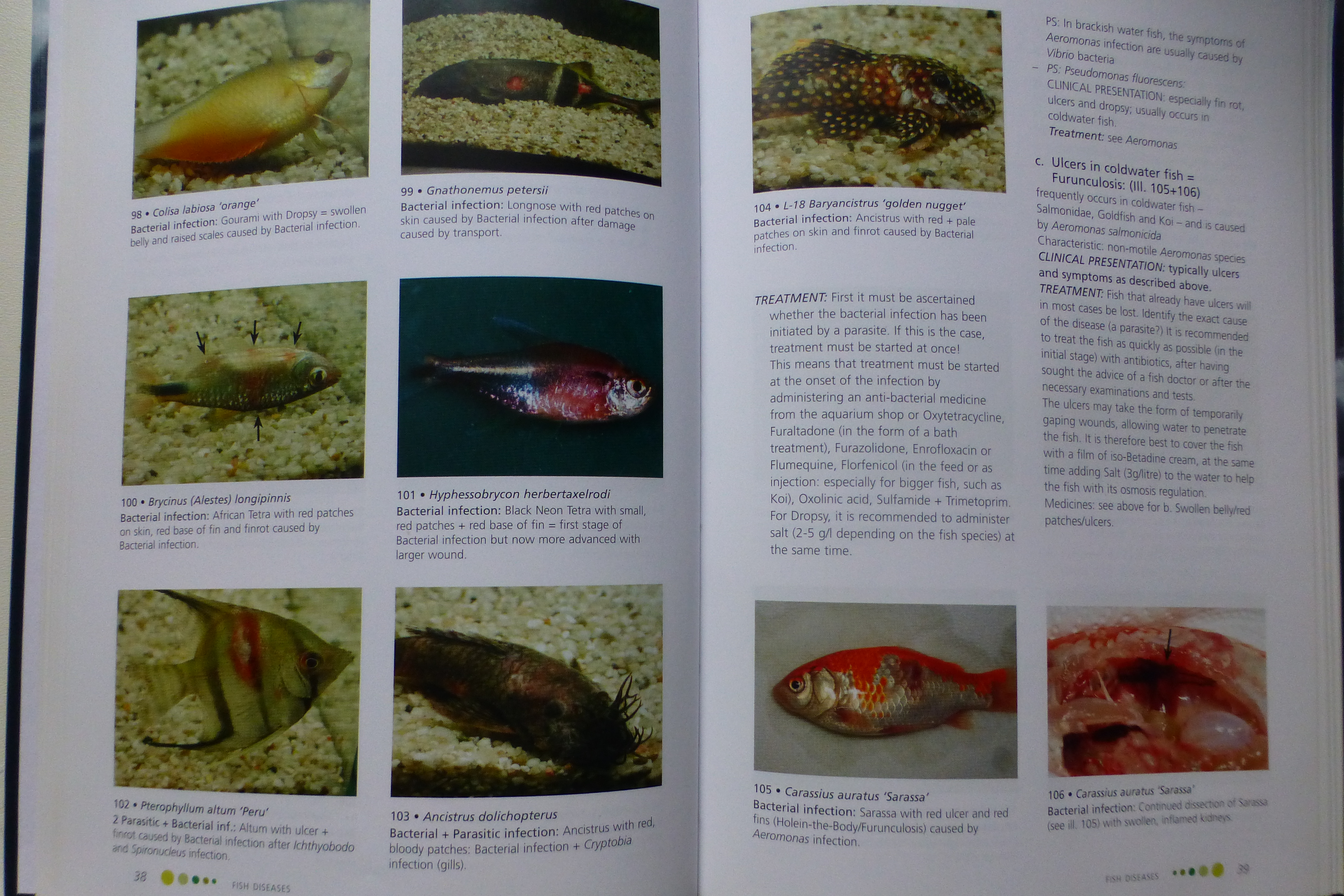 English book The practical guide to fish diseases opened on page 38