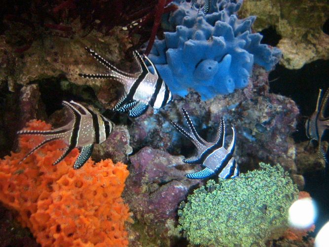 Beginner’s Guide to Fish Diagnosis and Early Detection