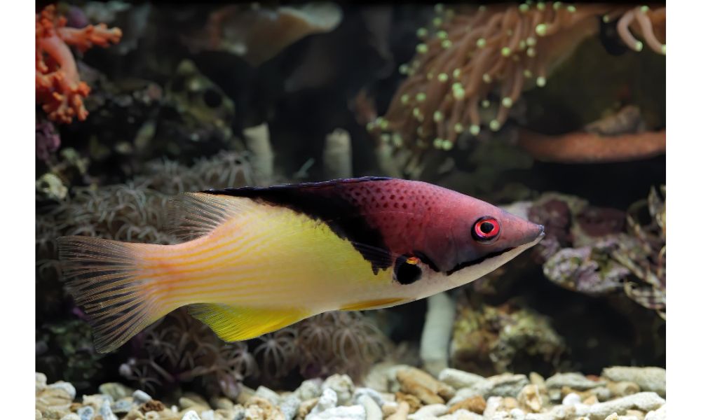 Ornamental Fish- Belgium