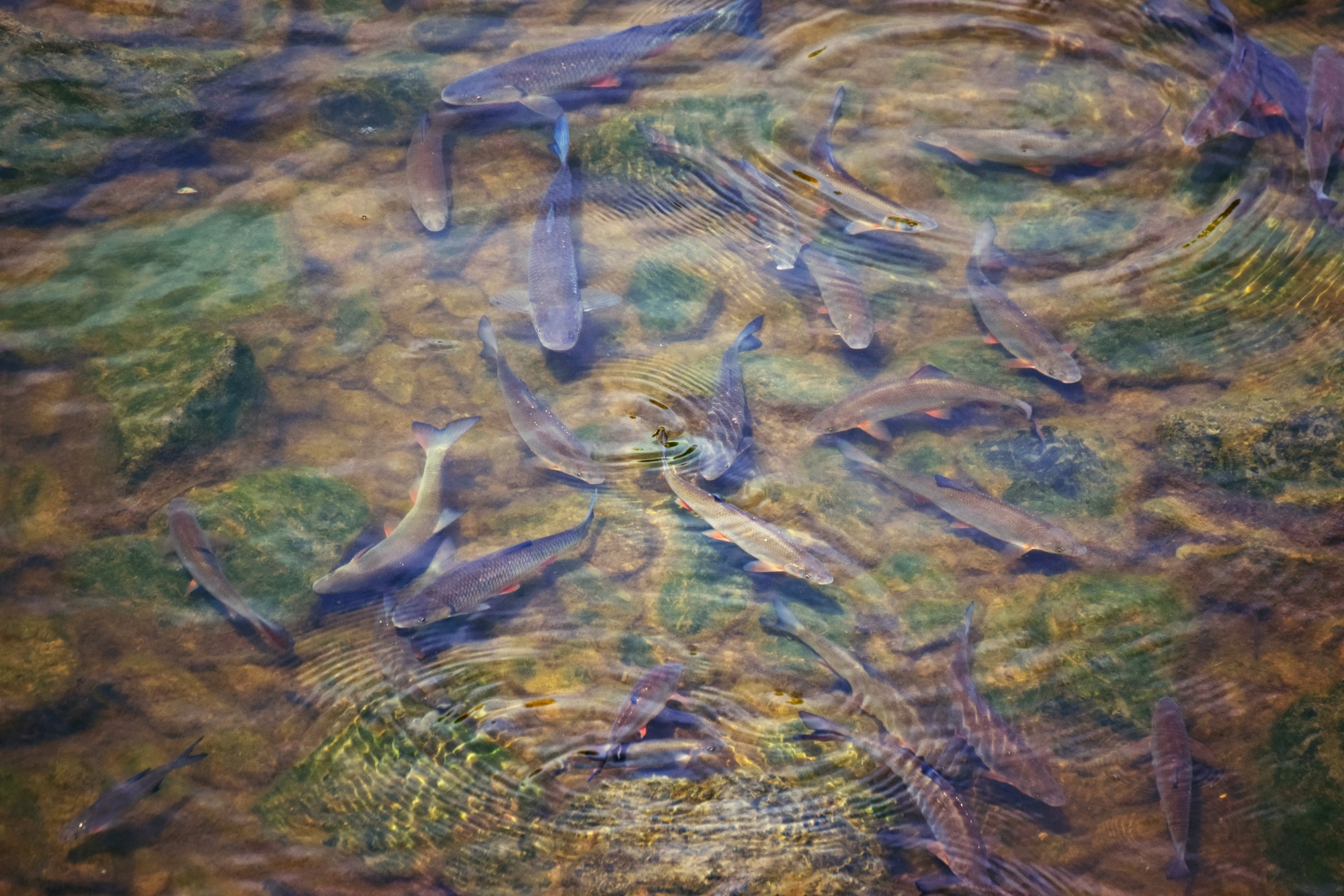 fish disease - BASSLEER | Belgium |