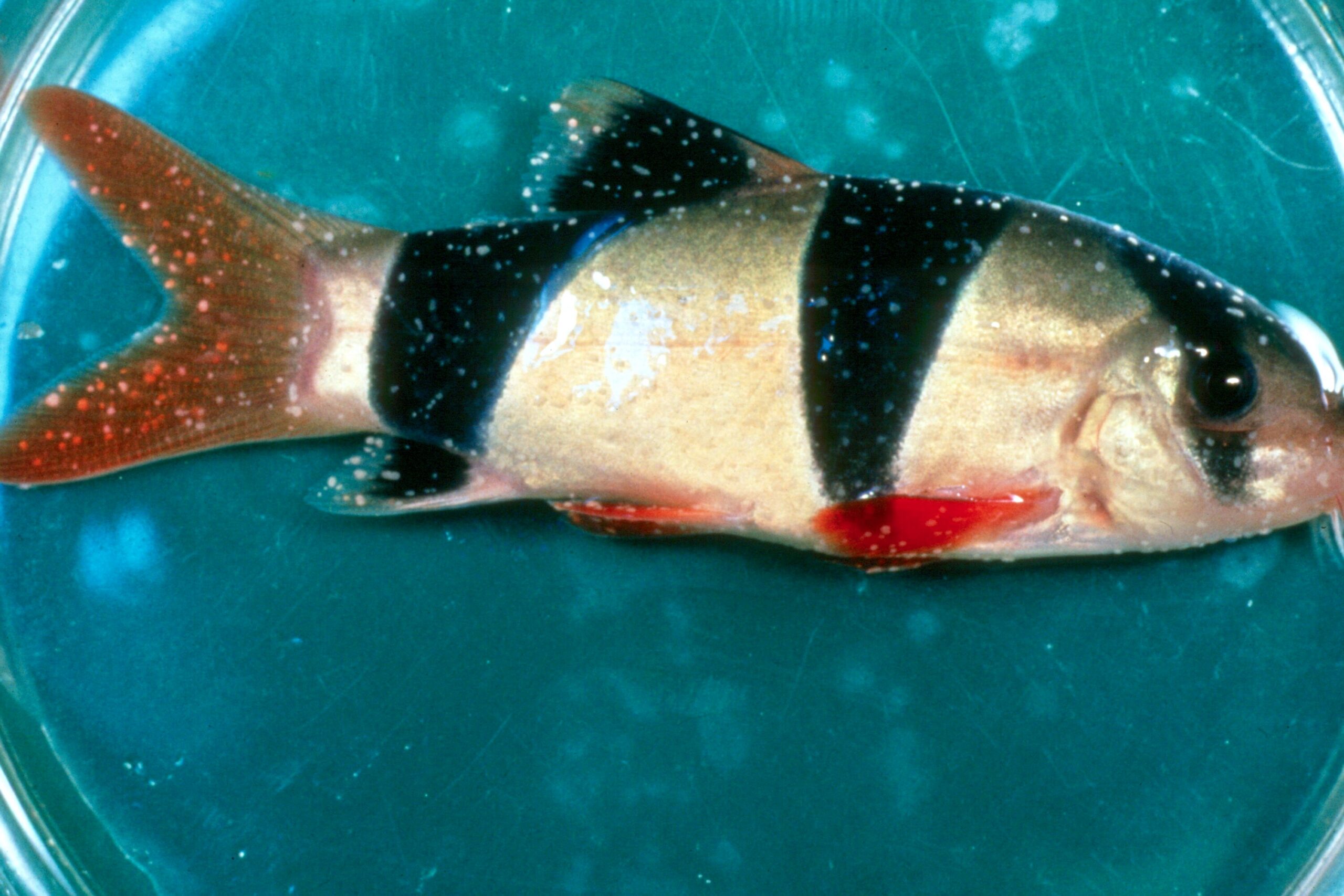 White Spots on Aquarium Fish: What They Mean - Bassleer biofish
