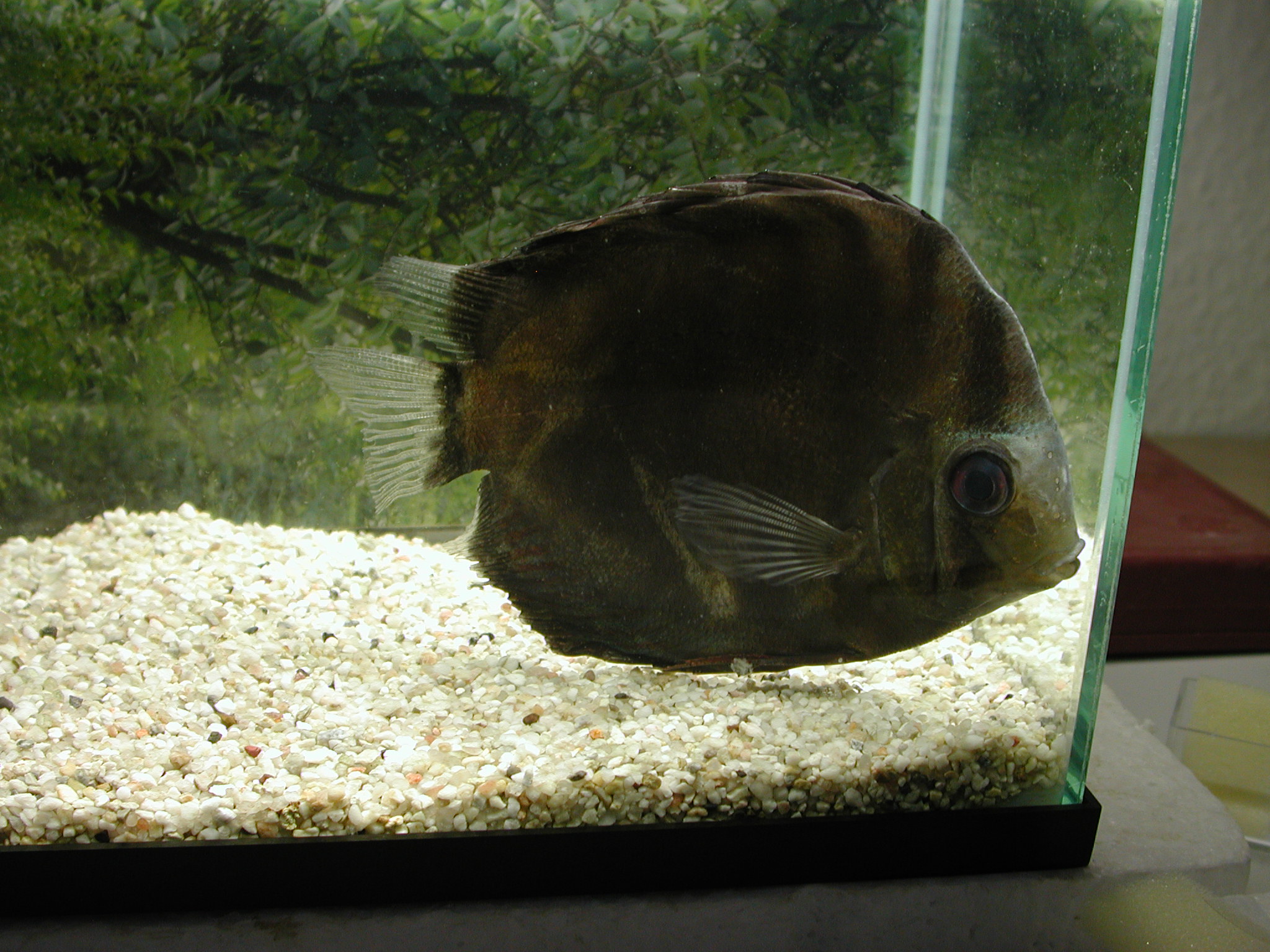 Fish Losing Color Suddenly? What It Means - Bassleer biofish
