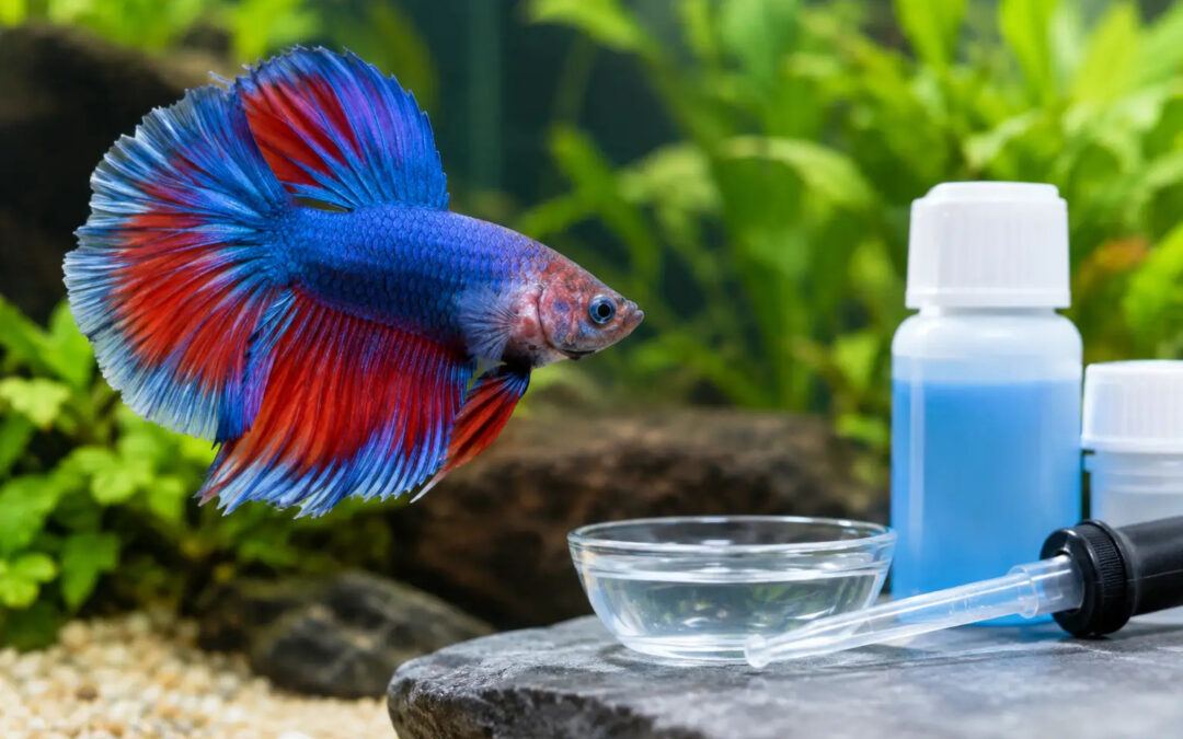 Betta Popeye Recovery: A Practical Treatment Plan